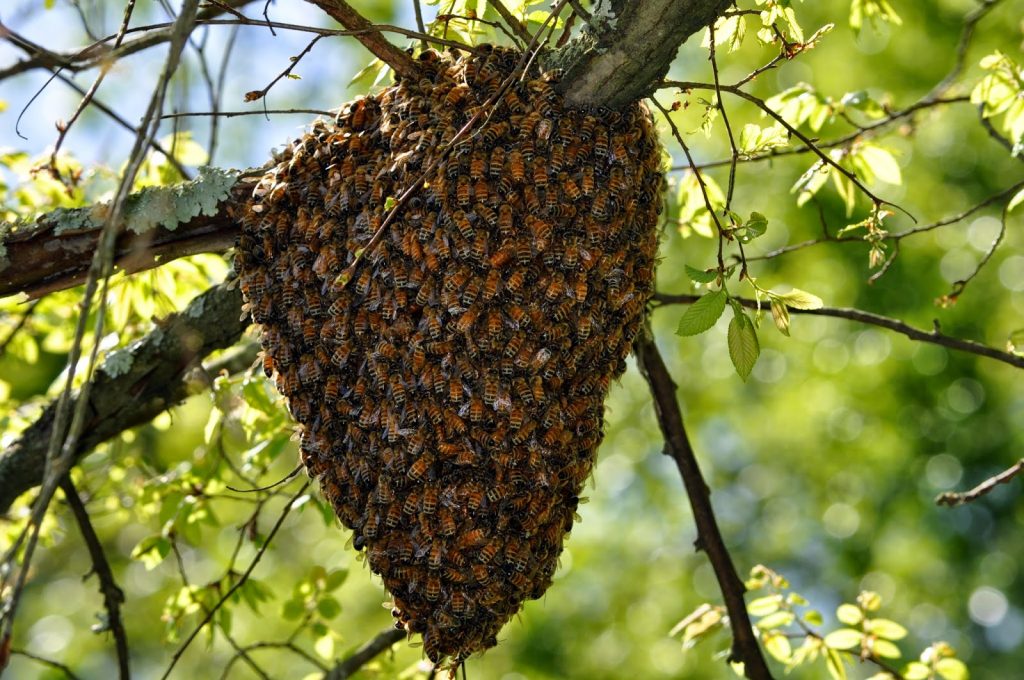 Bee swarm